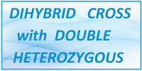 IB Biology SL and HL Topic 3.3 Dihybrid Cross with Double Heterozygous