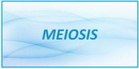 IB Biology SL and HL Topic 3.3 Meiosis