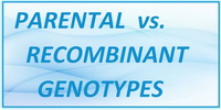IB Biology SL and HL Topic 3.4 Parental vs Recombinant Genotypes
