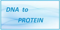 IB Biology SL and HL Topic 3.1 DNA to Protein