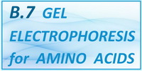 IB Chemistry SL and HL Option B - B.7 Gel Electrophoresis for Amino Acids